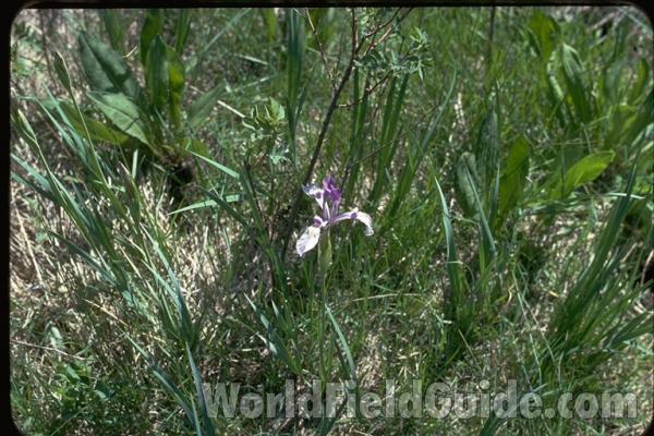 Habitat View<br>(Location of Picture: Washington, USA)