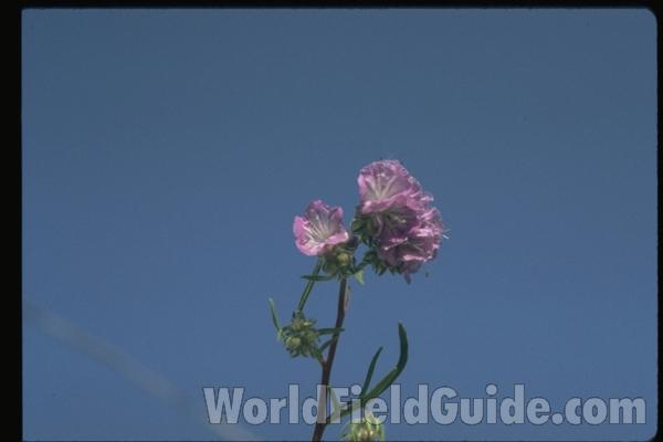 Flowers<br>(Location of Picture: Washington, USA)