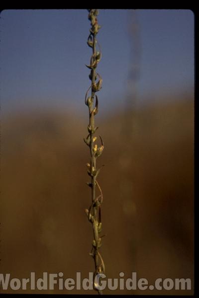 Stem and Leaves<br>(Location of Picture: Washington, USA)