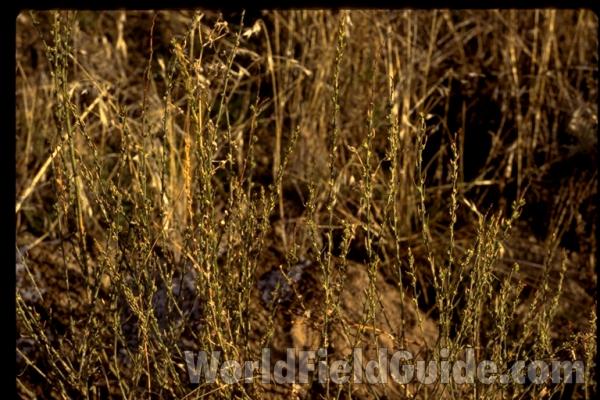 Habitat<br>(Location of Picture: Washington, USA)