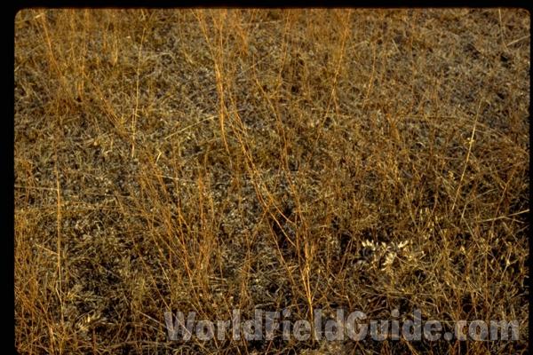 Habitat<br>(Location of Picture: Washington, USA)