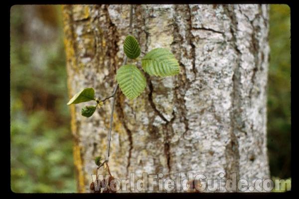Bark and Leaf