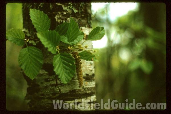 Flowers and Leaves<br>(Location of Picture: Cascades, Washington, USA)