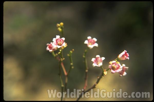 Flowers<br>(Location of Picture: Washington, USA)