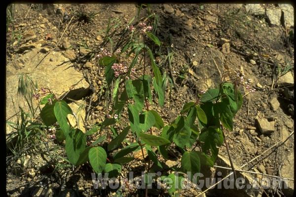 Top Of Plant With Flowers<br>(Location of Picture: Washington, USA)