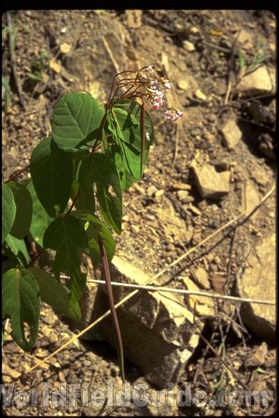 Silhouette<br>(Location of Picture: Washington, USA)