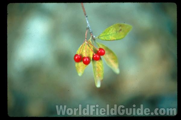 Fruit With Leaves<br>(Location of Picture: Washington, USA)