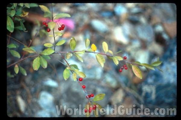 Twig With Fruit and Leaves<br>(Location of Picture: Washington, USA)