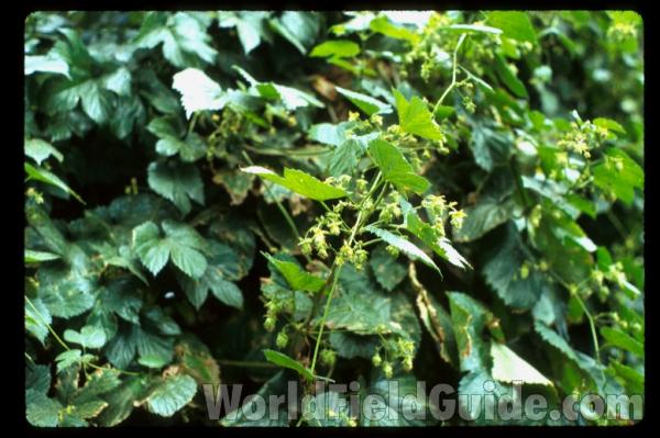 Silhouette - Leaves, Etc