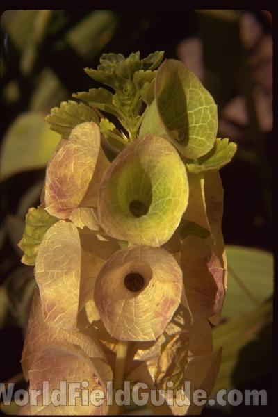 Flower<br>(Location of Picture: Garden, Okanogan, Washington, USA)