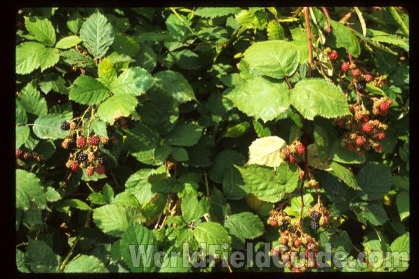 Leaves, Stem, and Fruits<br>(Location of Picture: Okanogan, Washington, USA)