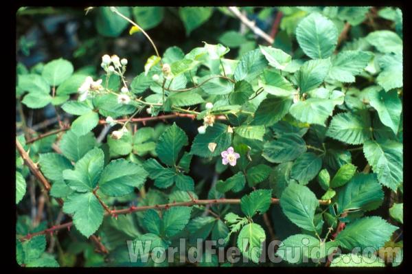 Leaves, Stem, and Fruits<br>(Location of Picture: Okanogan, Washington, USA)