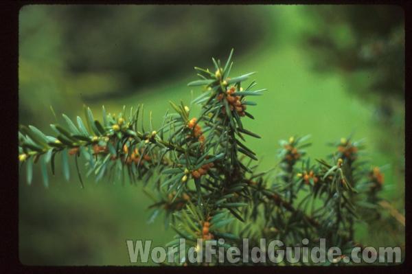 Needles - Close View<br>(Location of Picture: Washington, USA)