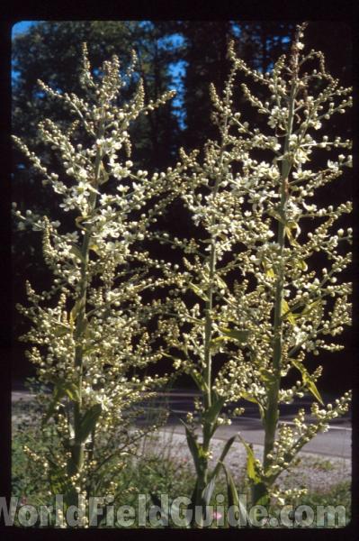 Flower Panicle