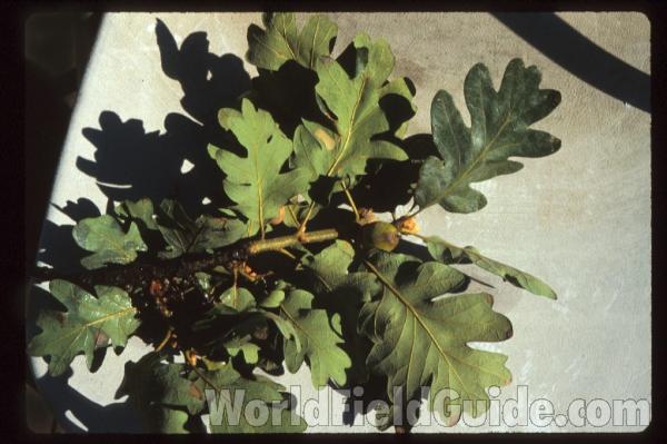 Twigs, Leaves, and Fruits<br>(Origin of the Specimen: Okanogan, Wa, USA, 2009)