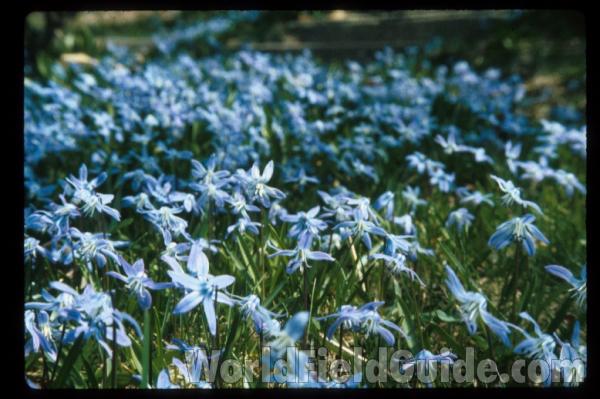 Lawn in  Bloom<br>(Location of Picture: Round Lake, Illinois, USA)