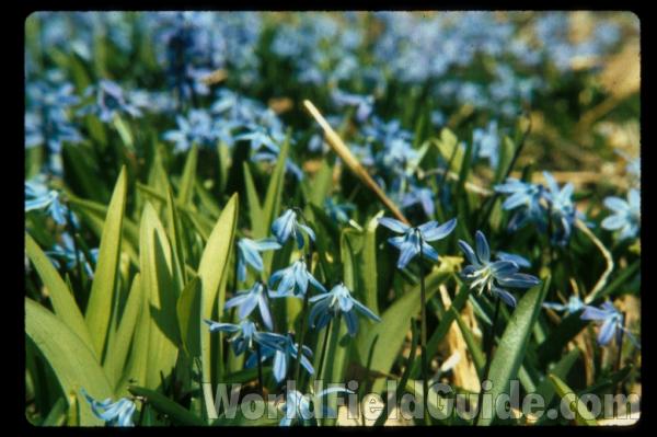 Top Of Plants<br>(Location of Picture: Round Lake, Illinois, USA)