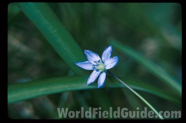 Flower<br>(Location of Picture: Round Lake, Illinois, USA)