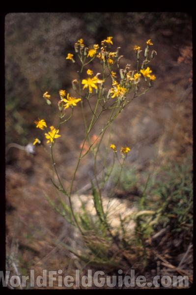 Habitat - Silhouette<br>(Location of Picture: Washington, USA)