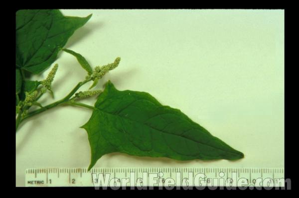 <br>(Origin of the Specimen: Illinois, USA)<br>(Origin of the Specimen: Illinois, USA)