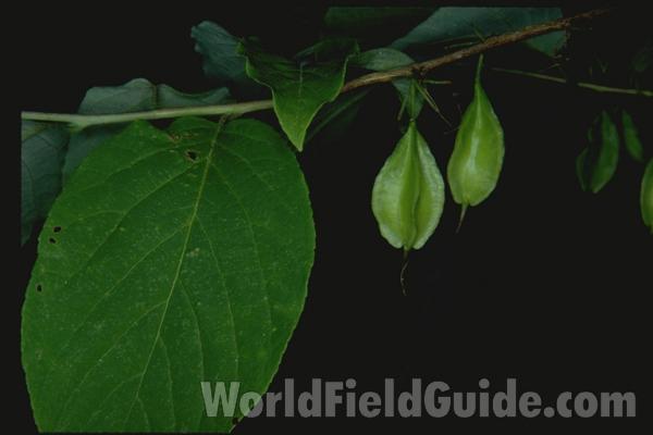 Fruit and Leaves