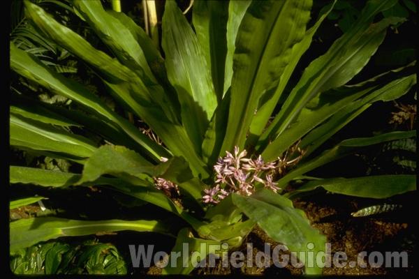 <br>(Location of Picture: Cbg, Glencoe, Illinois, USA)<br>(Location of Picture: Cbg, Glencoe, Illinois, USA)