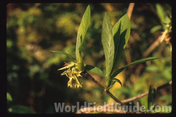 Top Of Plant in  Bloom<br>(Location of Picture: Near Rockport Wa, USA, Mar 30)