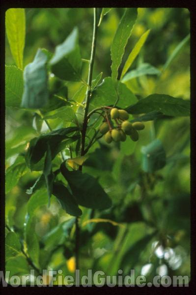Top Of Plant in  Bloom<br>(Location of Picture: Near Rockport Wa, USA, Mar 30)