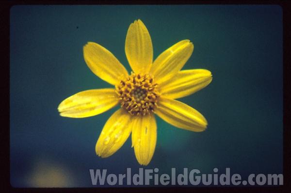 Flower<br>(Location of Picture: Washington, USA)