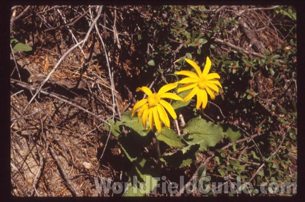 Top Of Plant in  Bloom<br>(Location of Picture: Washington, USA)