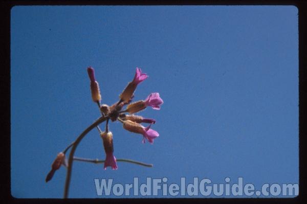 Seed Pods<br>(Location of Picture: Conconully, Washington, USA)