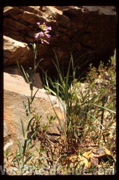 Seed Pods<br>(Location of Picture: Conconully, Washington, USA)