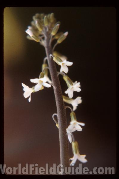 Seed Pods<br>(Location of Picture: Conconully, Washington, USA)