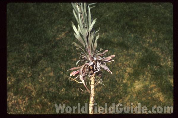 Seed Pods<br>(Location of Picture: Conconully, Washington, USA)