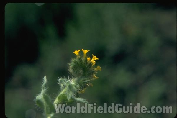 Top Of Plant in  Bloom
