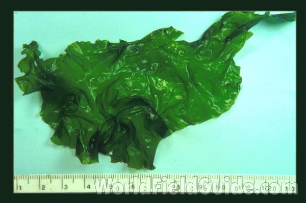 <br>(Origin of the Specimen: Washington, USA)<br>(Origin of the Specimen: Washington, USA)