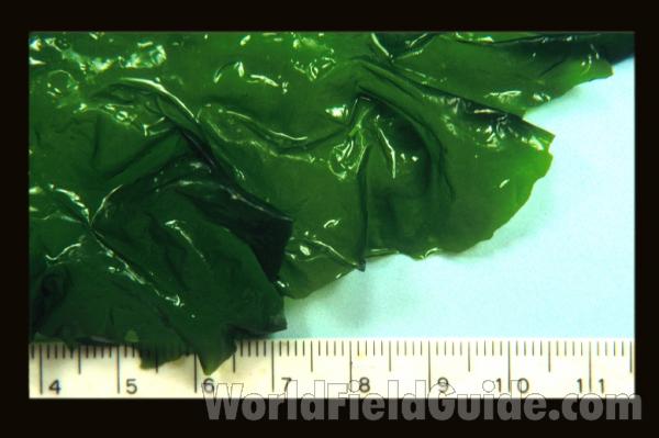 <br>(Origin of the Specimen: Washington, USA)<br>(Origin of the Specimen: Washington, USA)<br>(Origin of the Specimen: Washington, USA)