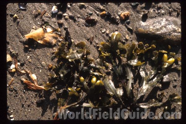 On Shore<br>(Origin of the Specimen: Washington, USA)