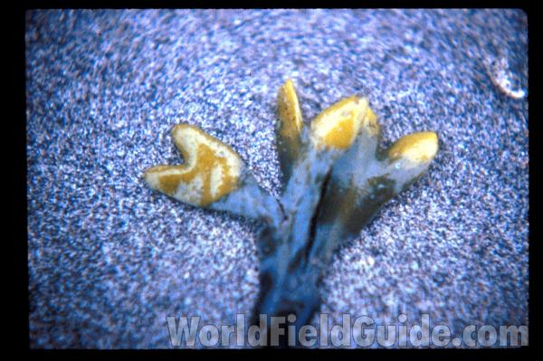 On Shore<br>(Origin of the Specimen: Washington, USA)