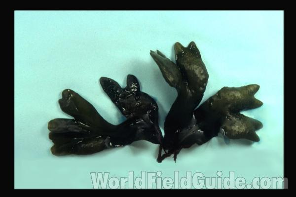 <br>(Origin of the Specimen: Washington, USA)