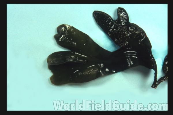 <br>(Origin of the Specimen: Washington, USA)<br>(Origin of the Specimen: Washington, USA)