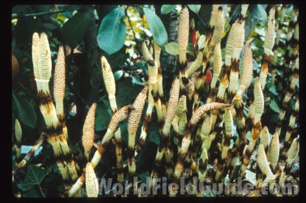 Fertile Stalks in  Habitat<br>(Location of Picture: Washington, USA)