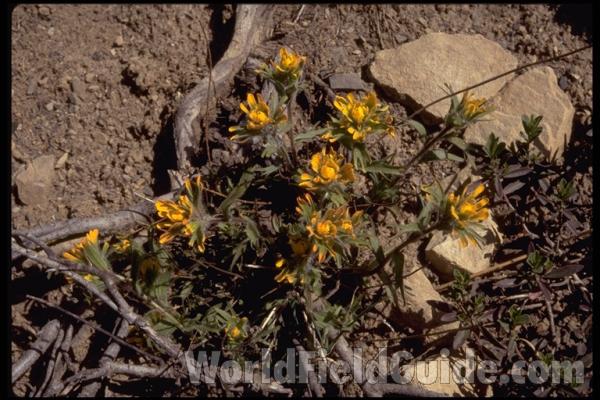 Flower<br>(Location of Picture: Hurley Peak, Washington)<br>(Location of Picture: Harts Pass, Washington, USA)