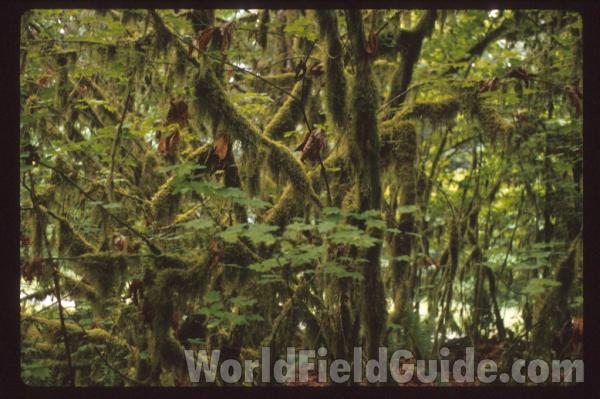 In Habitat<br>(Location of Picture: Washington, USA)