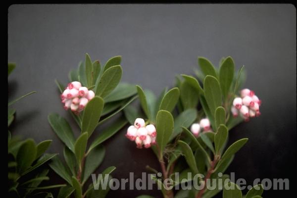 Flowers and Leaves<br>(Location of Picture: Washington, USA)