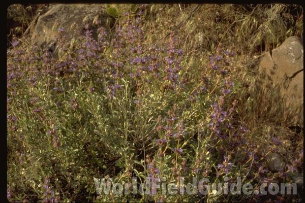 Top Of Plant in  Bloom<br>(Location of Picture: Coulee Dam, Wa, June 19, 2000)