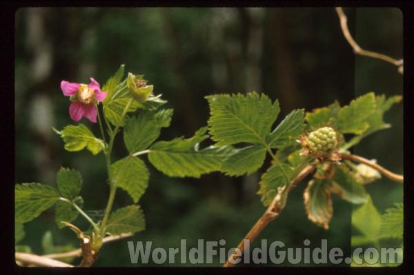 Top of Plant with Flower and Fruit<br>(Location of Picture: Washington, USA)