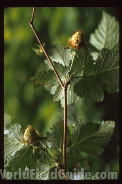 Fruit with Leaves and Twigs<br>(Location of Picture: Washington, USA)