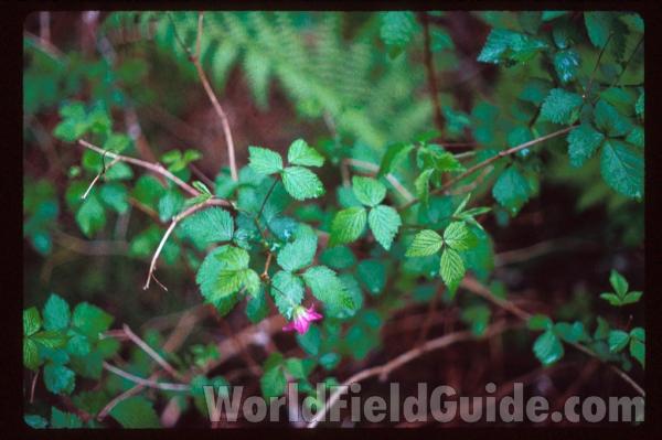 Twigs and Branches<br>(Location of Picture: Washington, USA)