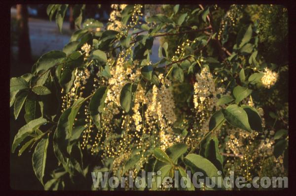 Flowering Branch<br>(Location of Picture: Washington, USA)